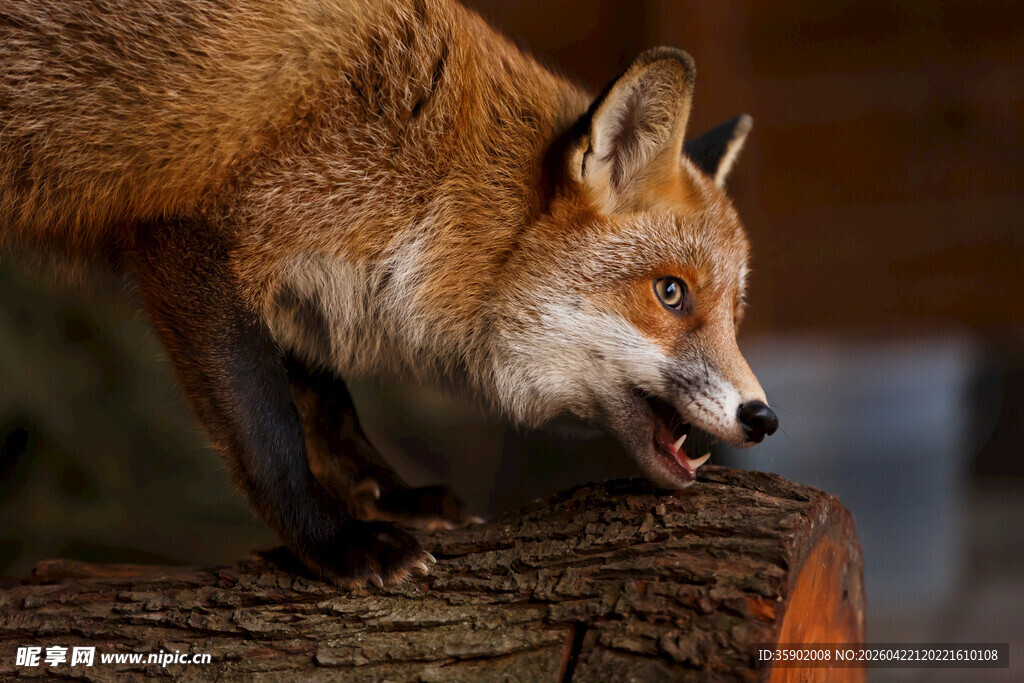 站立于木头上的红狐狸