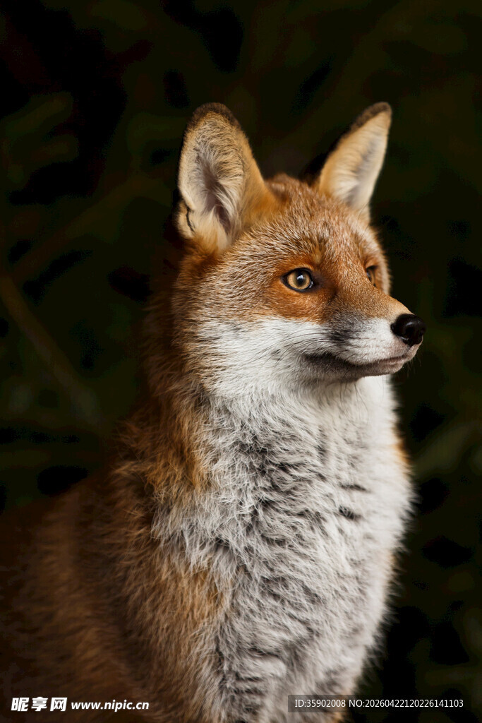 红狐狸特写
