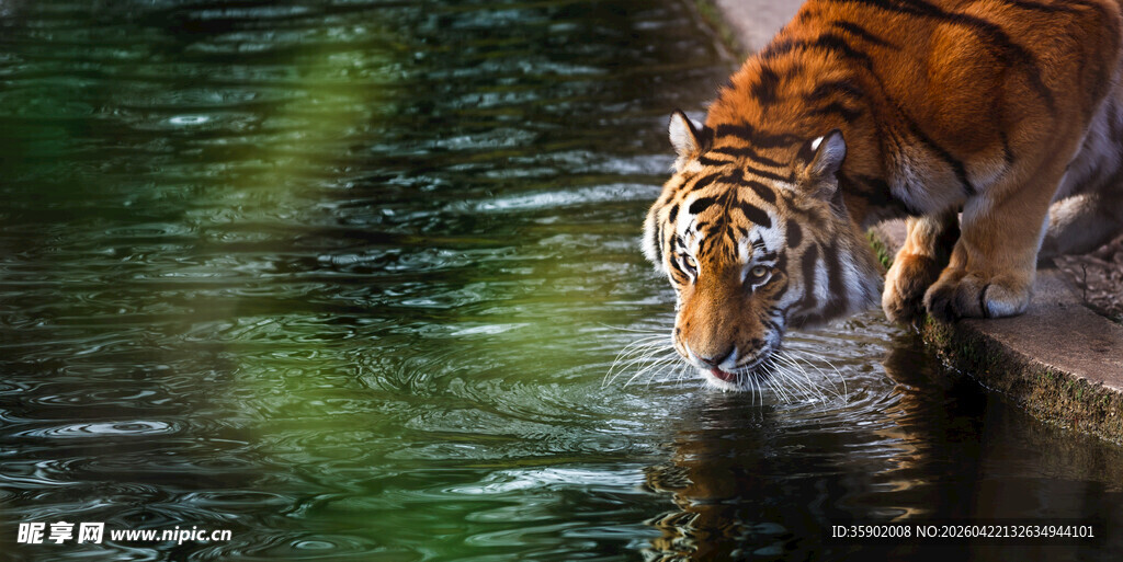 老虎水边低头饮水瞬间