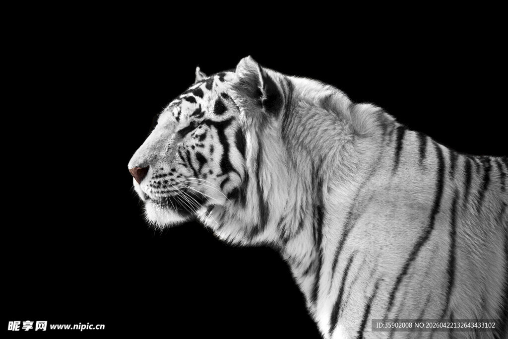黑白老虎侧影