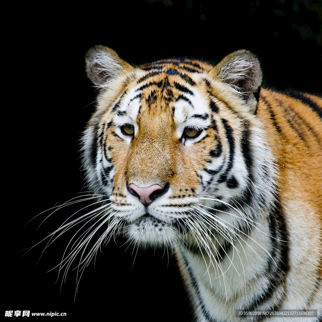 威风凛凛的老虎特写