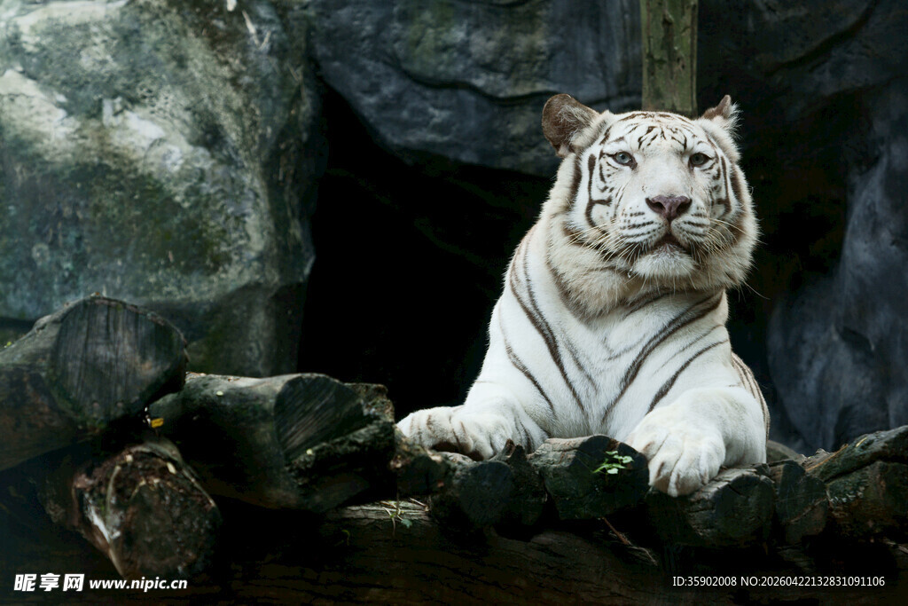 白虎盘踞洞穴中