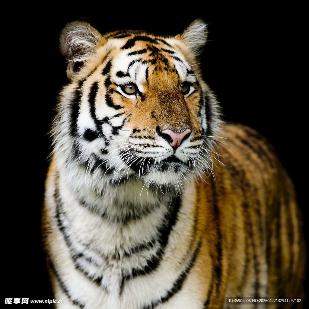 威风凛凛的老虎特写