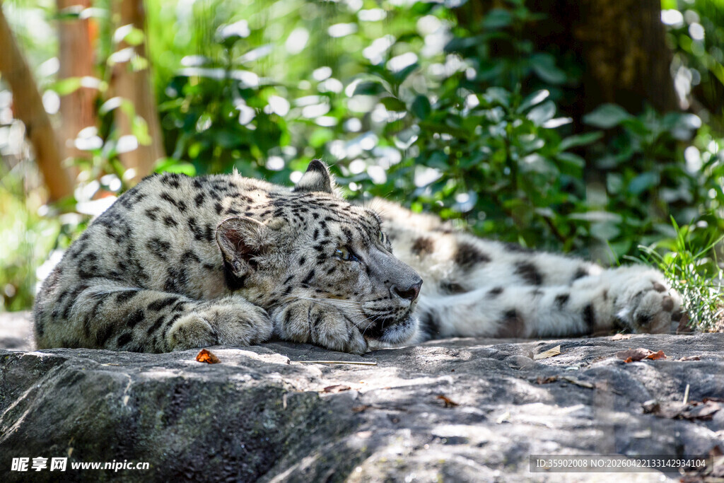 雪豹母子惬意休憩