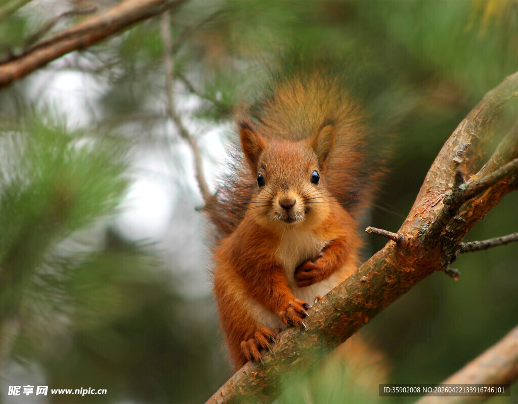 树枝上的可爱小松鼠