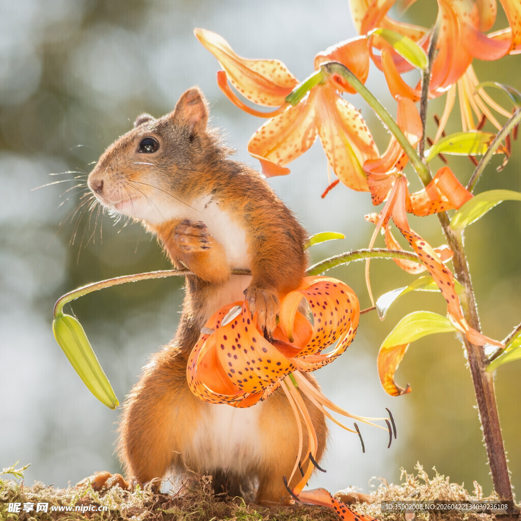 松鼠抱花展现自然灵动