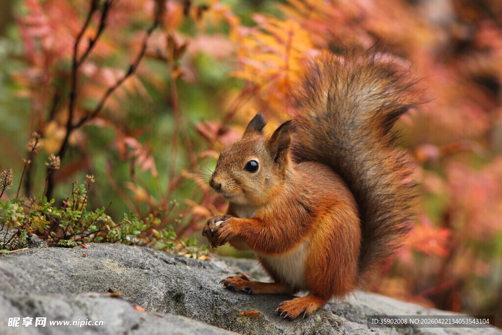 岩石上进食的可爱松鼠