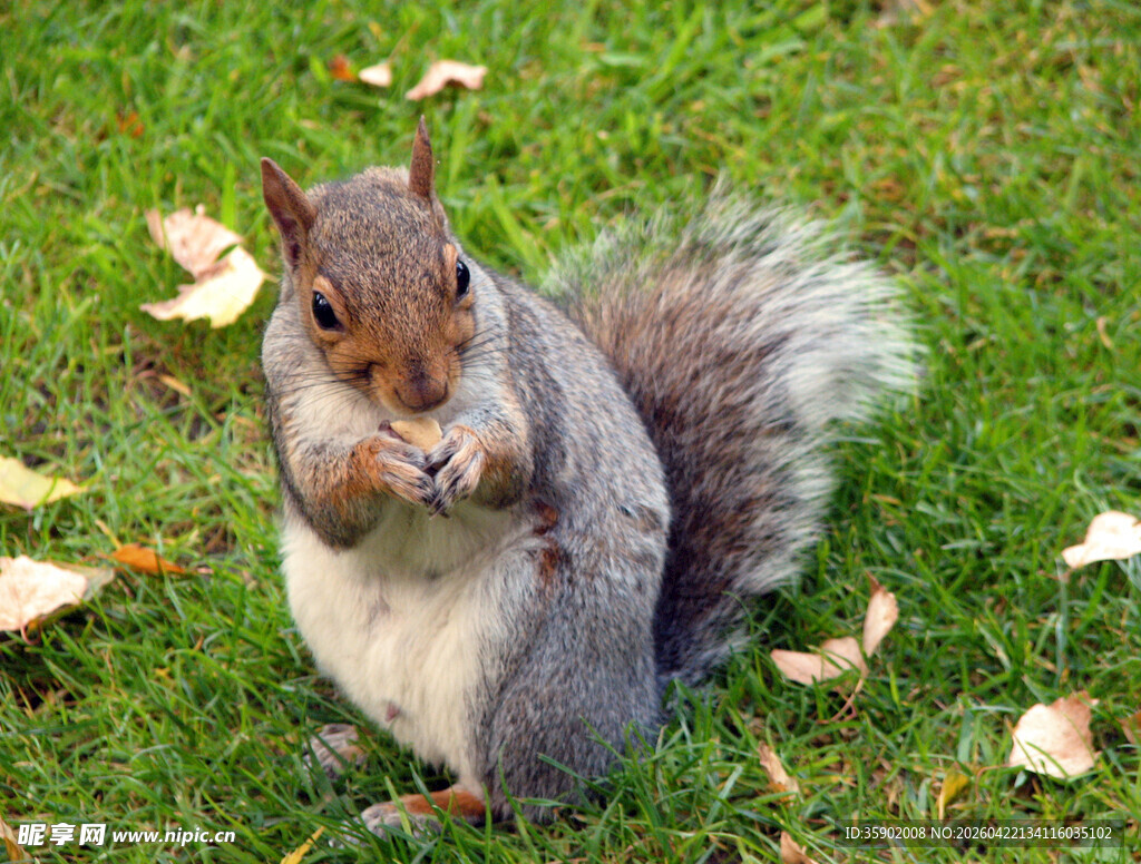 草地上进食的可爱松鼠
