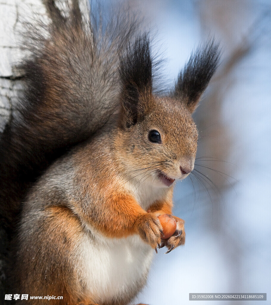可爱松鼠进食瞬间