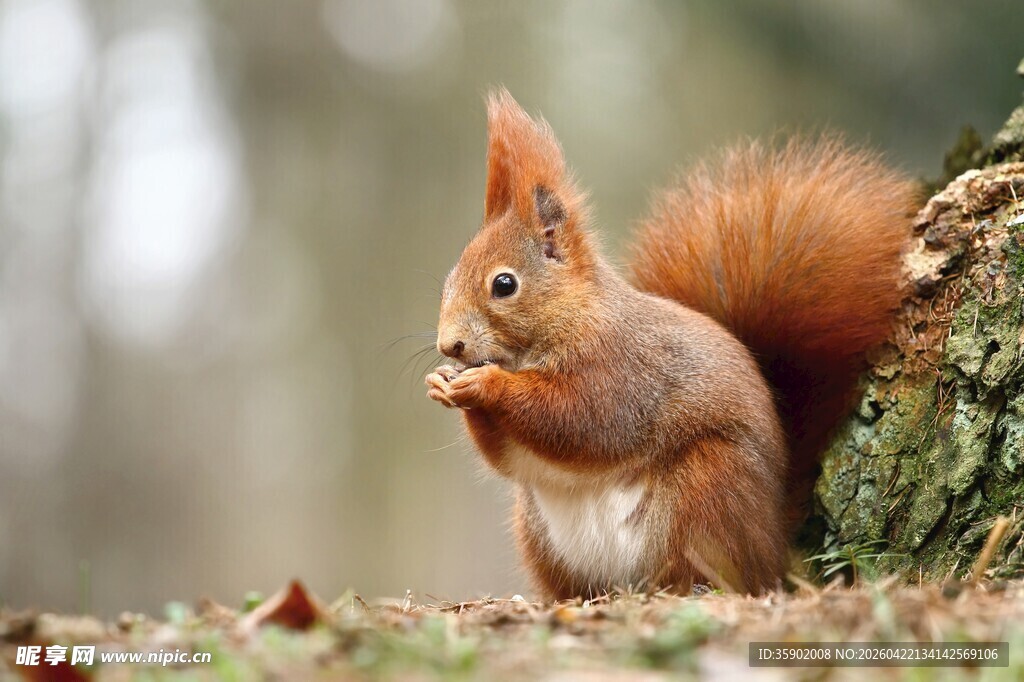 林间松鼠进食瞬间