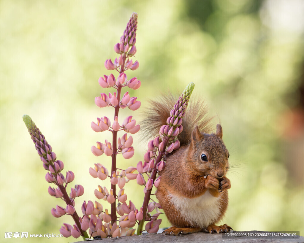 松鼠于花丛中进食