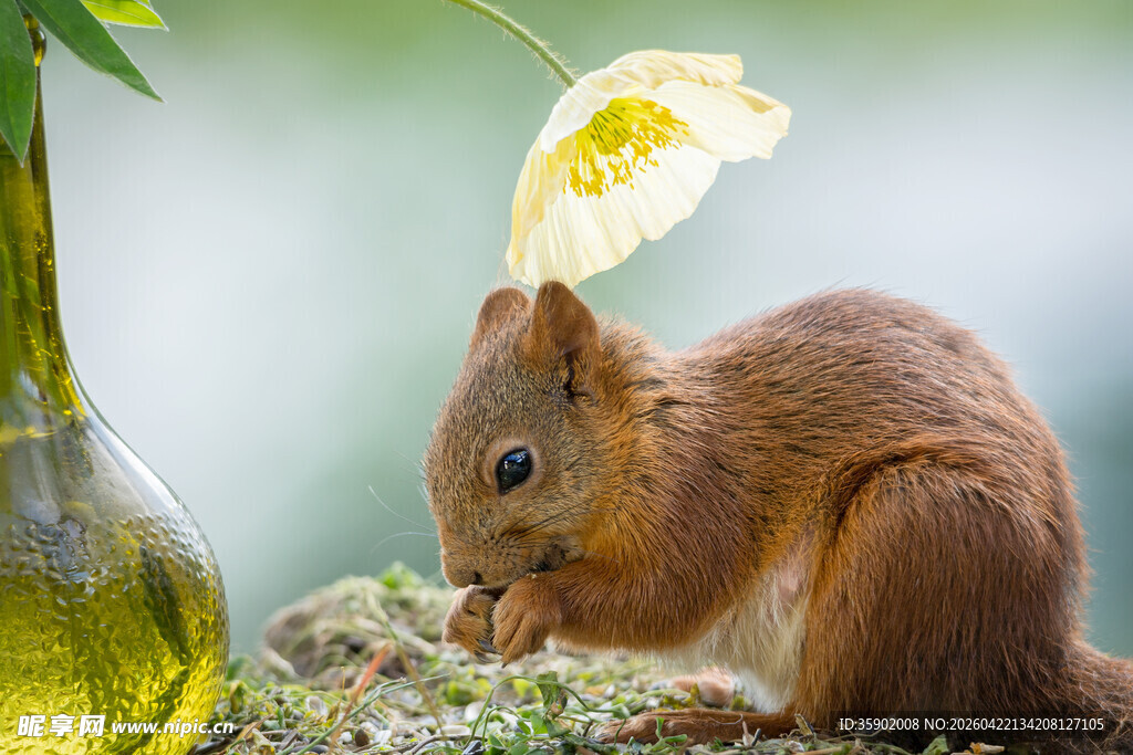 红松鼠旁的绿植与瓶子