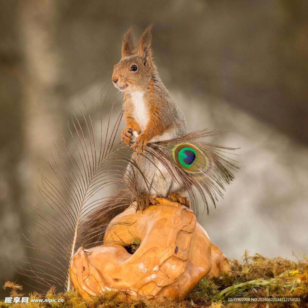 松鼠立于孔雀羽毛旁的果壳上