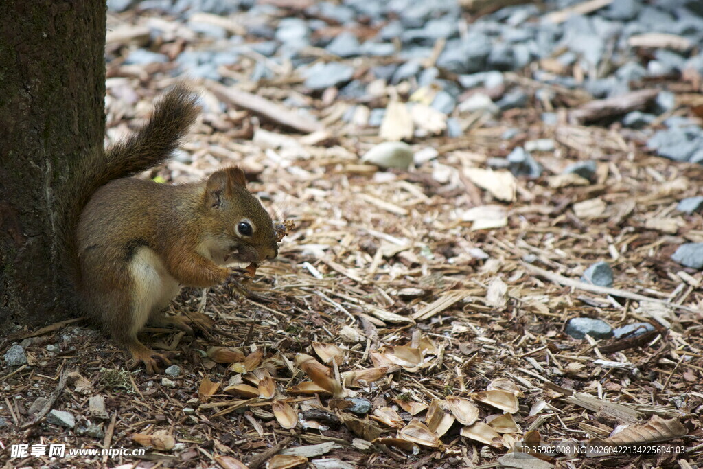 树下松鼠进食瞬间