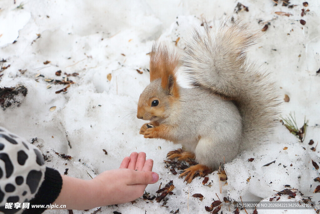 雪地中人与松鼠温馨互动
