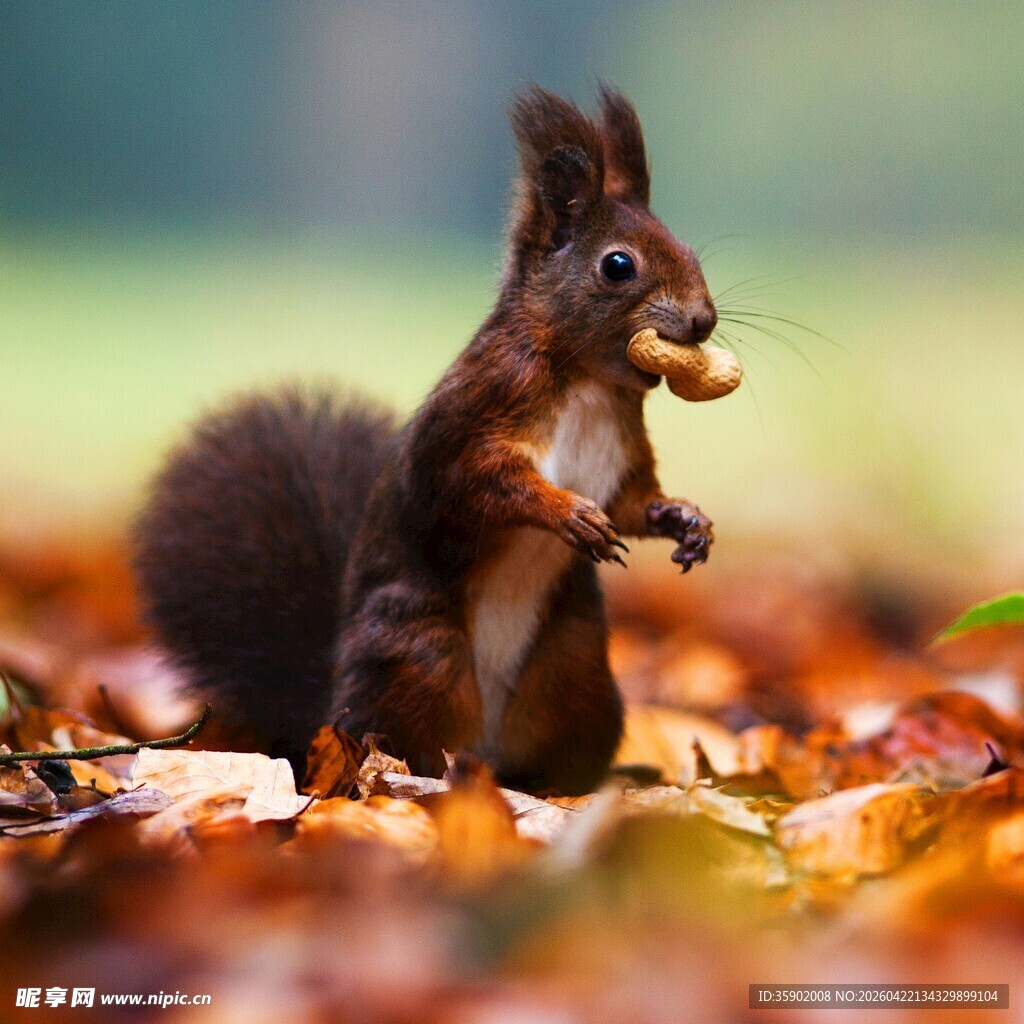 松鼠秋日进食图