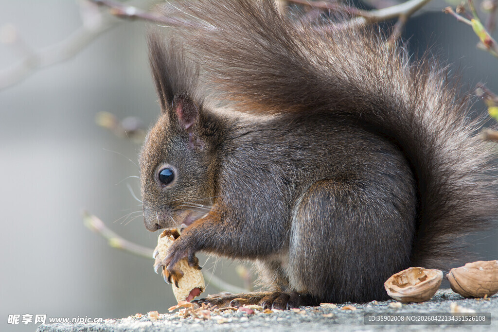 松鼠专注进食美味坚果