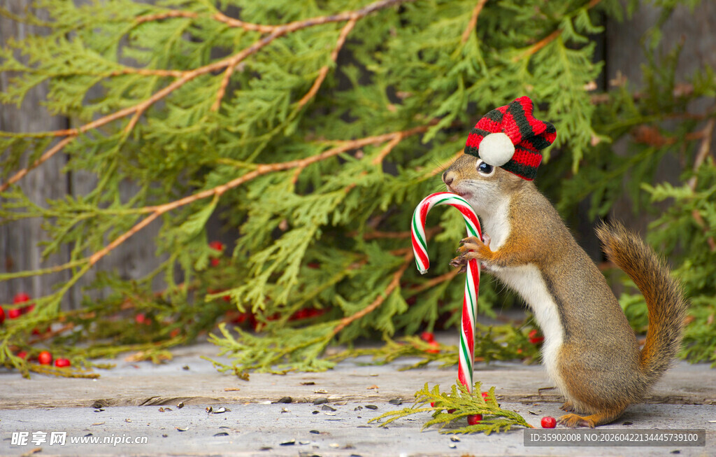 戴帽松鼠于绿植旁玩耍
