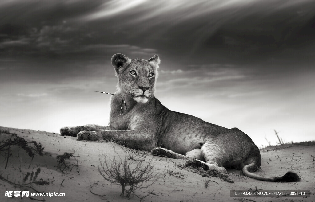 沙漠中的休憩母狮