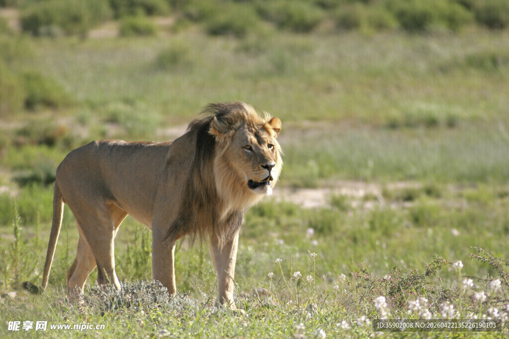 草原上的雄狮