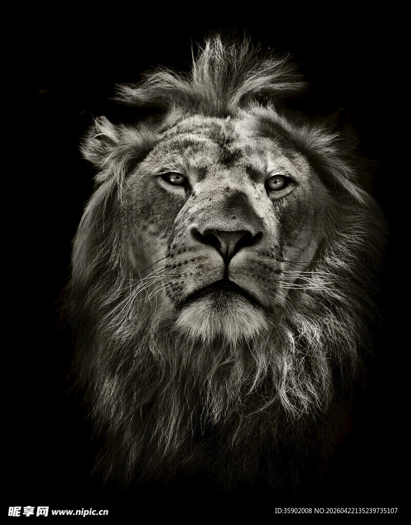 威严雄狮头像特写