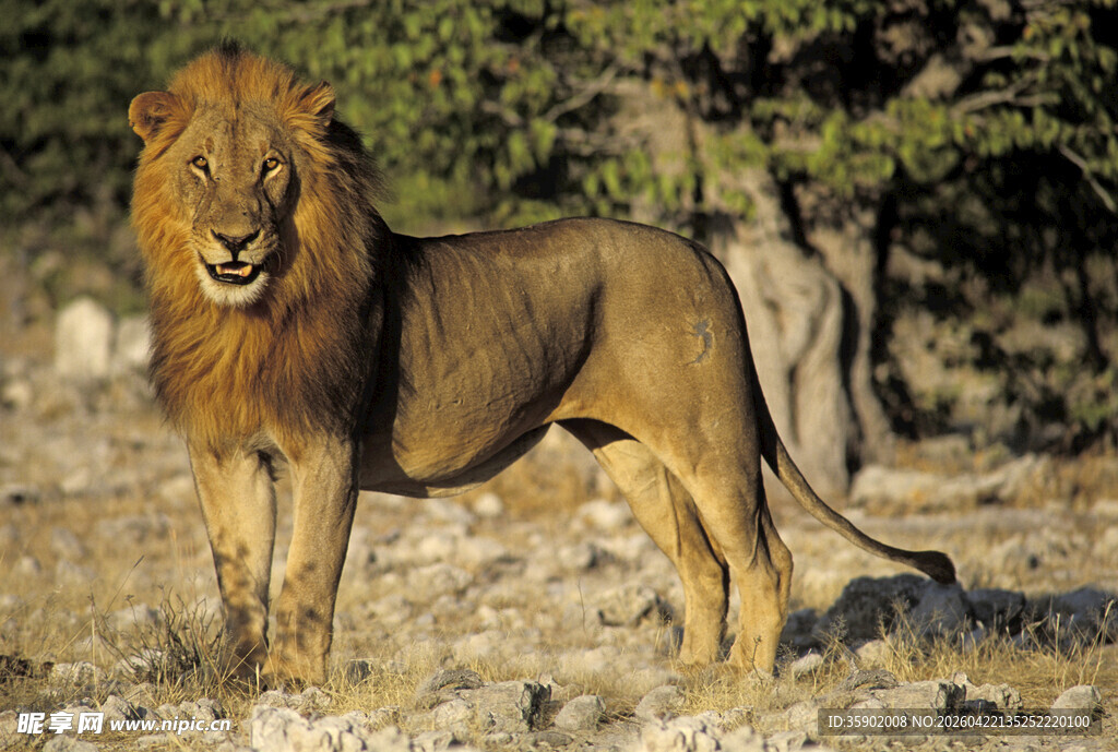 草原雄狮站立英姿