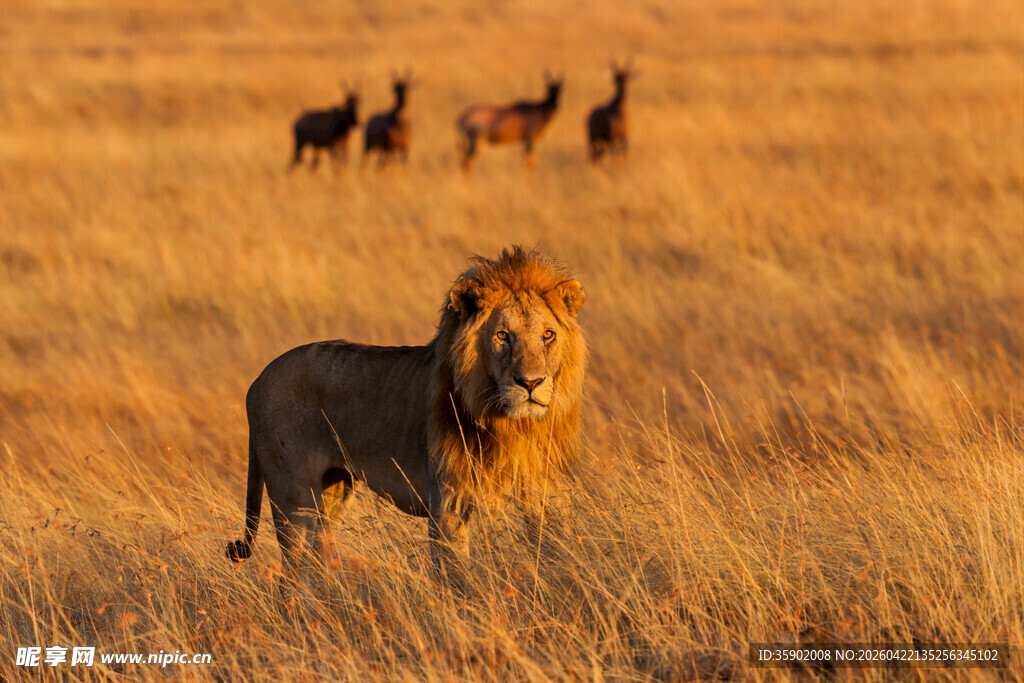 草原雄狮与远方兽群