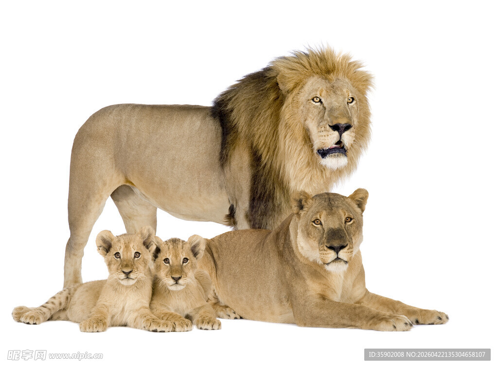 狮家族温馨同框