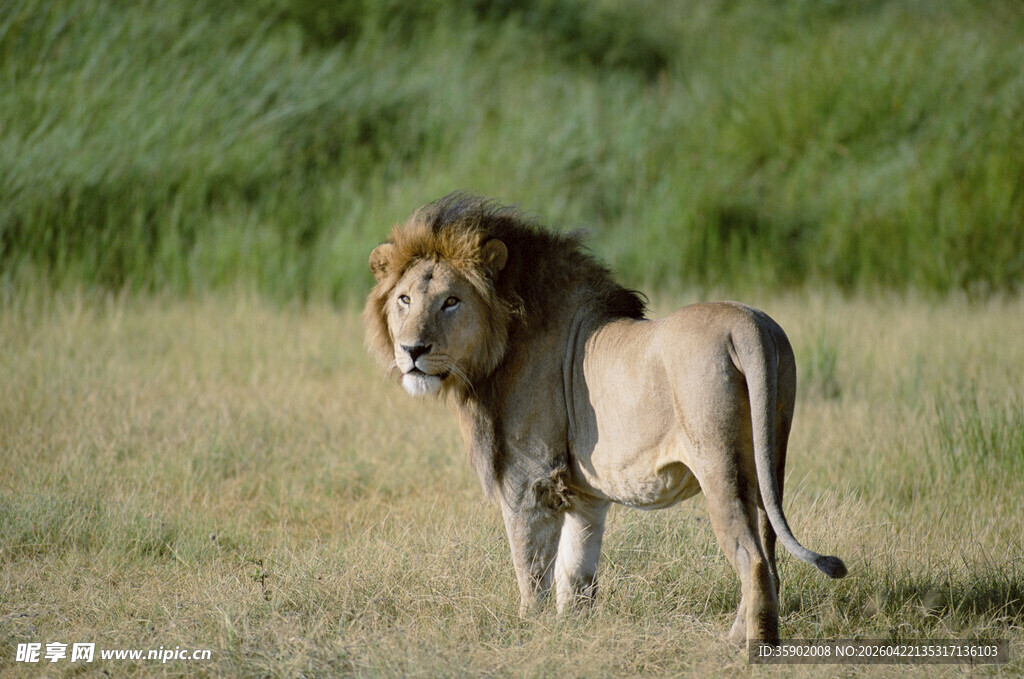 草原上的雄狮