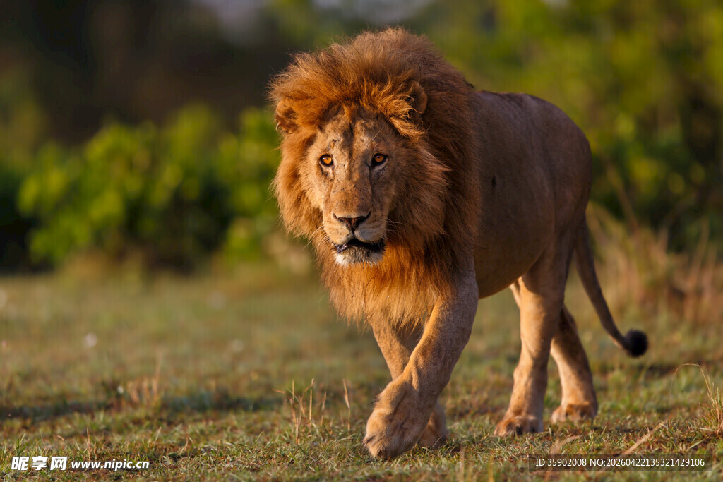 草原上行走的雄狮