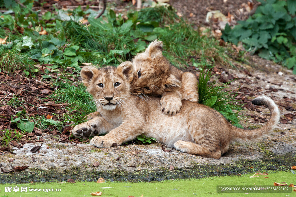 两只小狮子亲昵互动