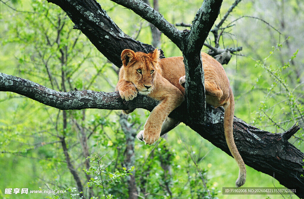 树上休憩的小狮子