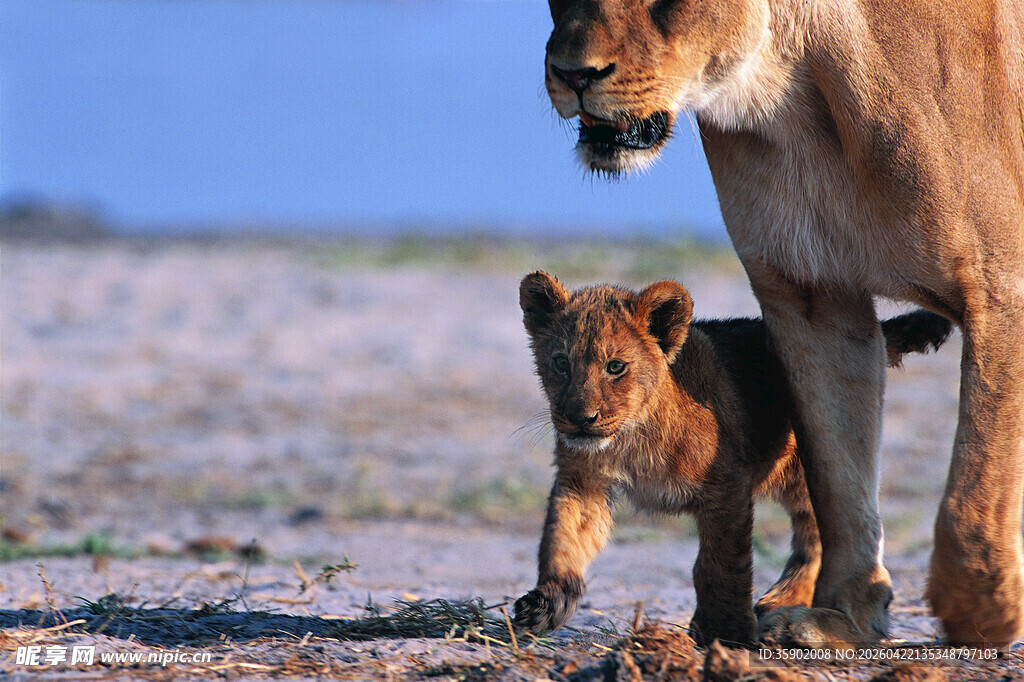 母狮与幼狮漫步荒野