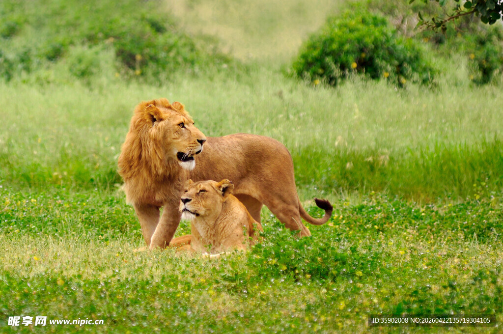 草原上的狮子一家