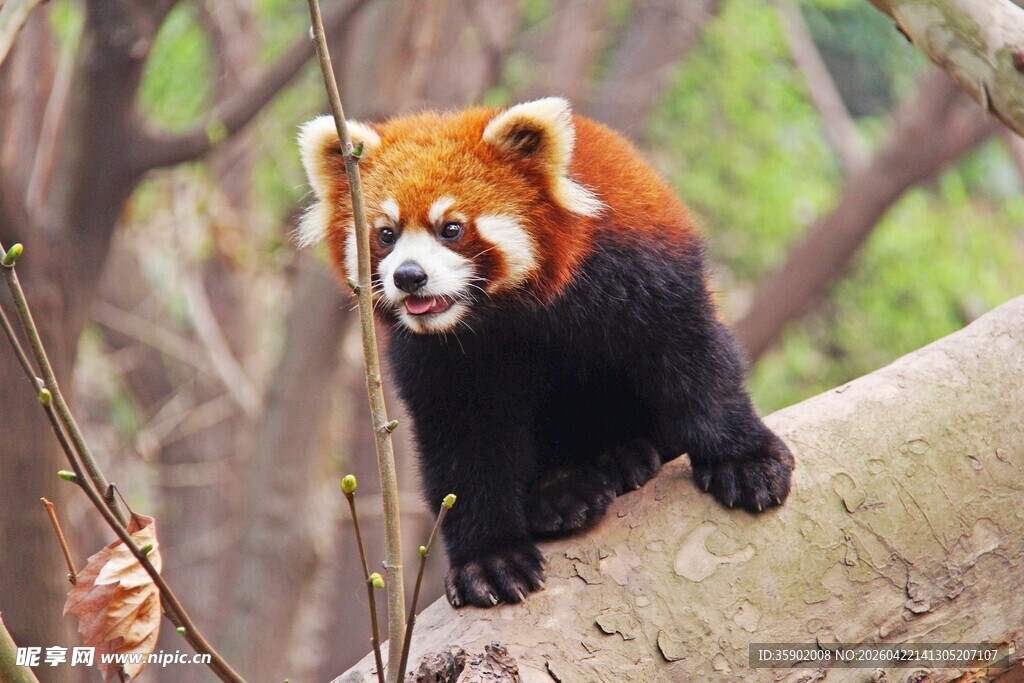 小熊猫栖息于树干上