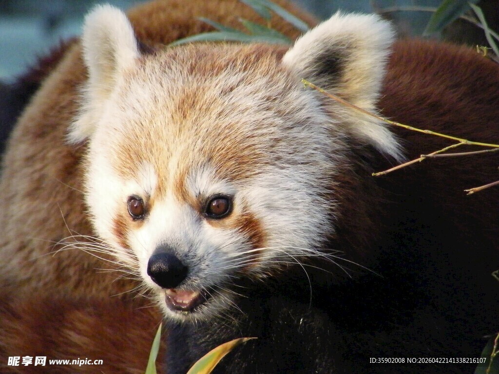 小熊猫进食瞬间
