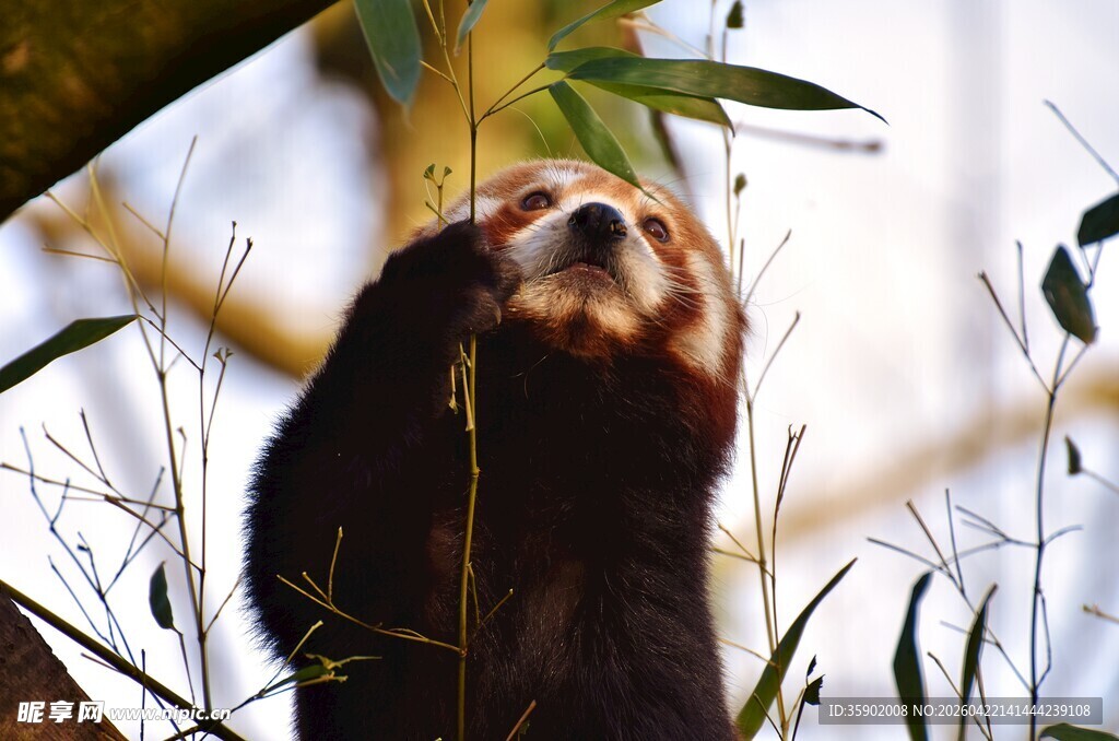 仰头吃叶的树懒