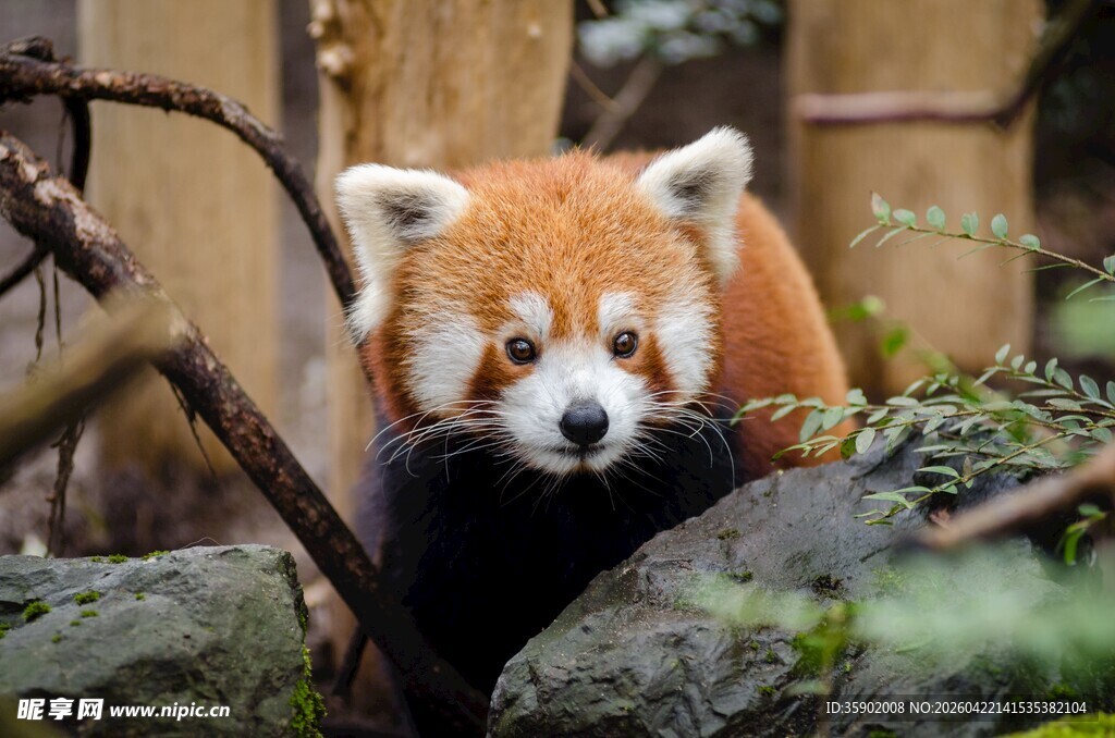 可爱小熊猫栖息于石间