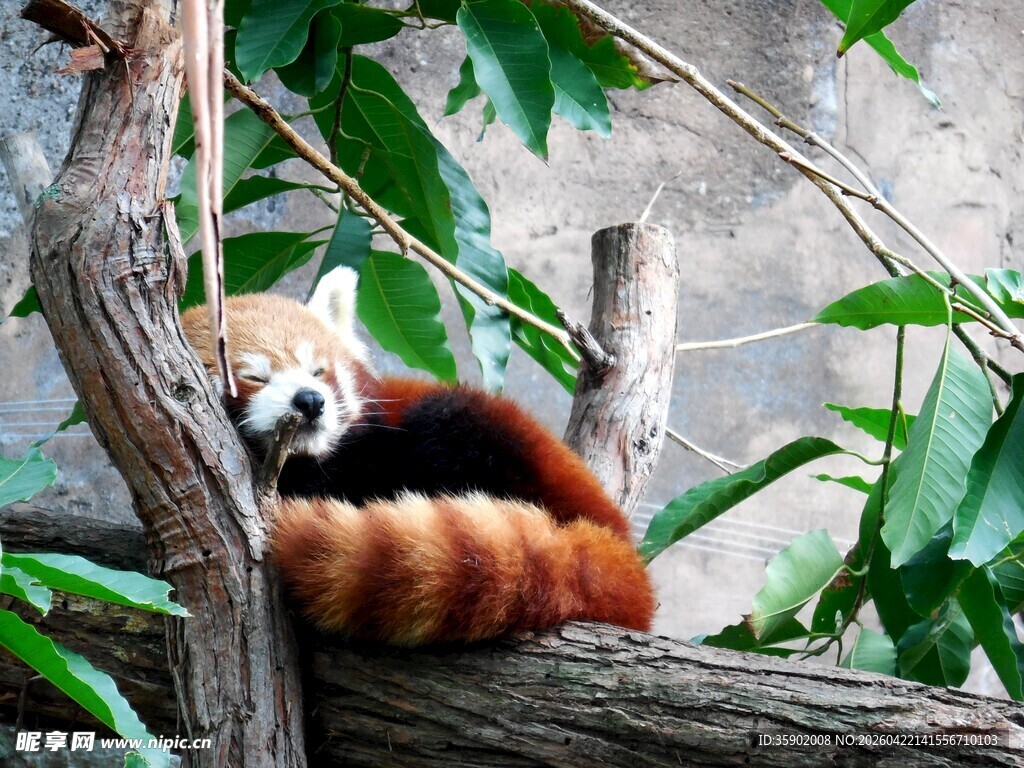 小熊猫惬意栖于树枝间