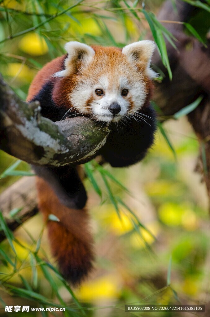 小熊猫挂在树枝上休憩