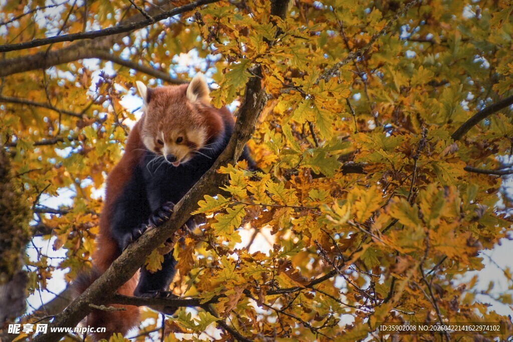小熊猫栖息于金黄树叶间