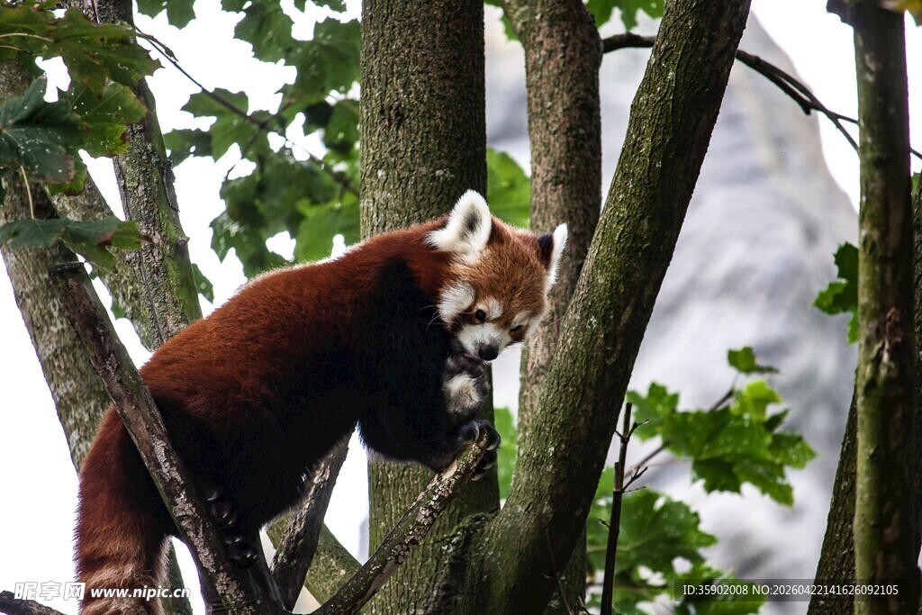 小熊猫在树上休憩