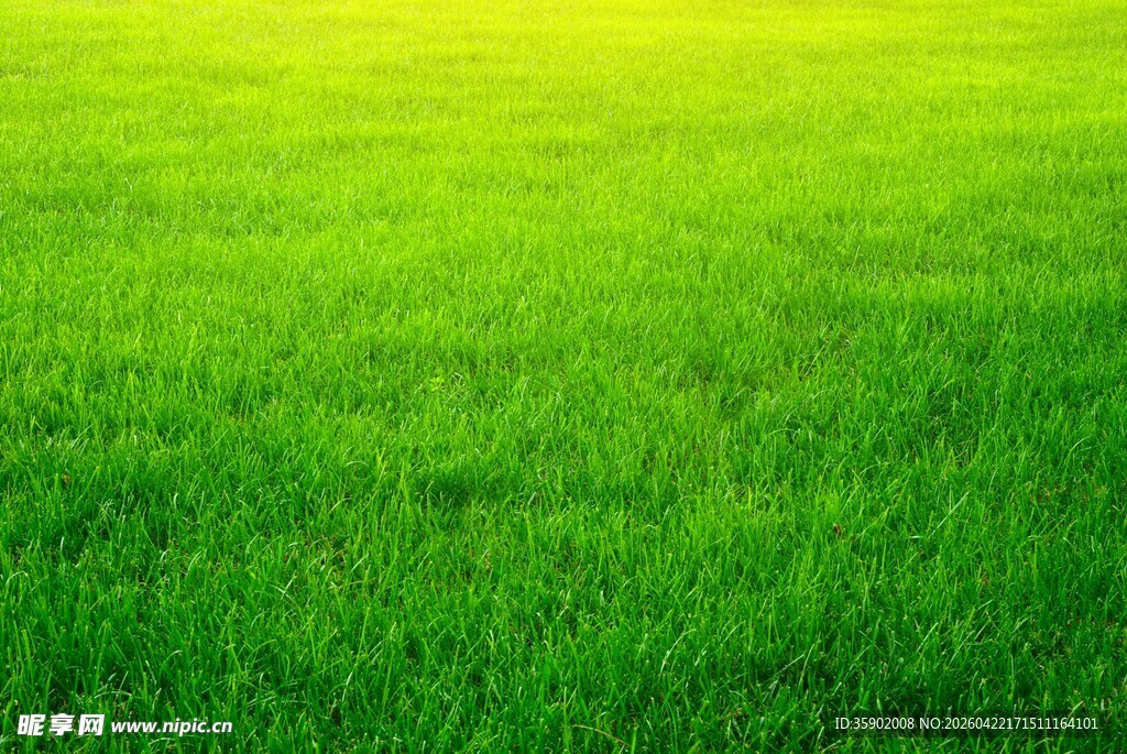 翠绿草地清新自然景象