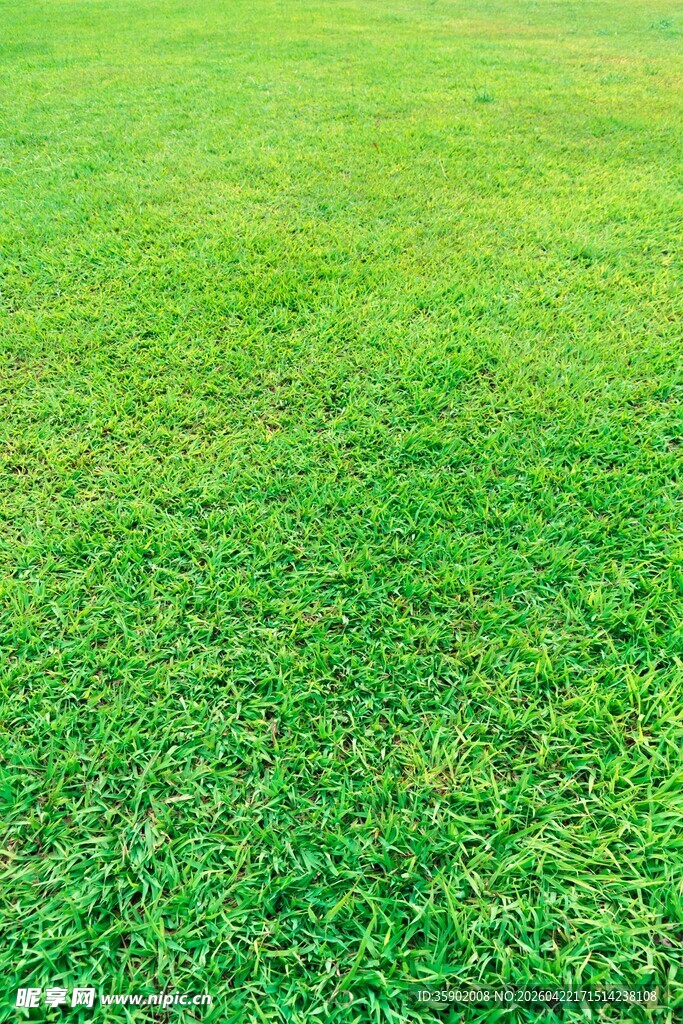 翠绿草坪尽显生机活力