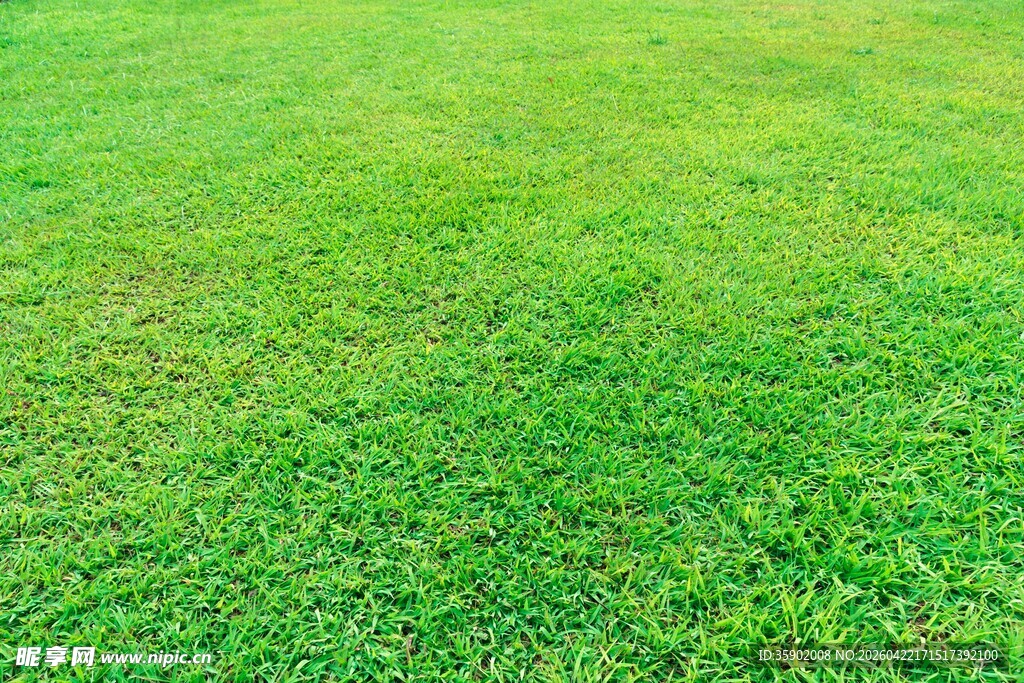 翠绿草坪清新自然之景