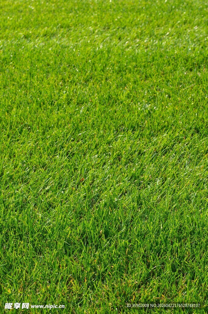 翠绿草坪清新自然景象