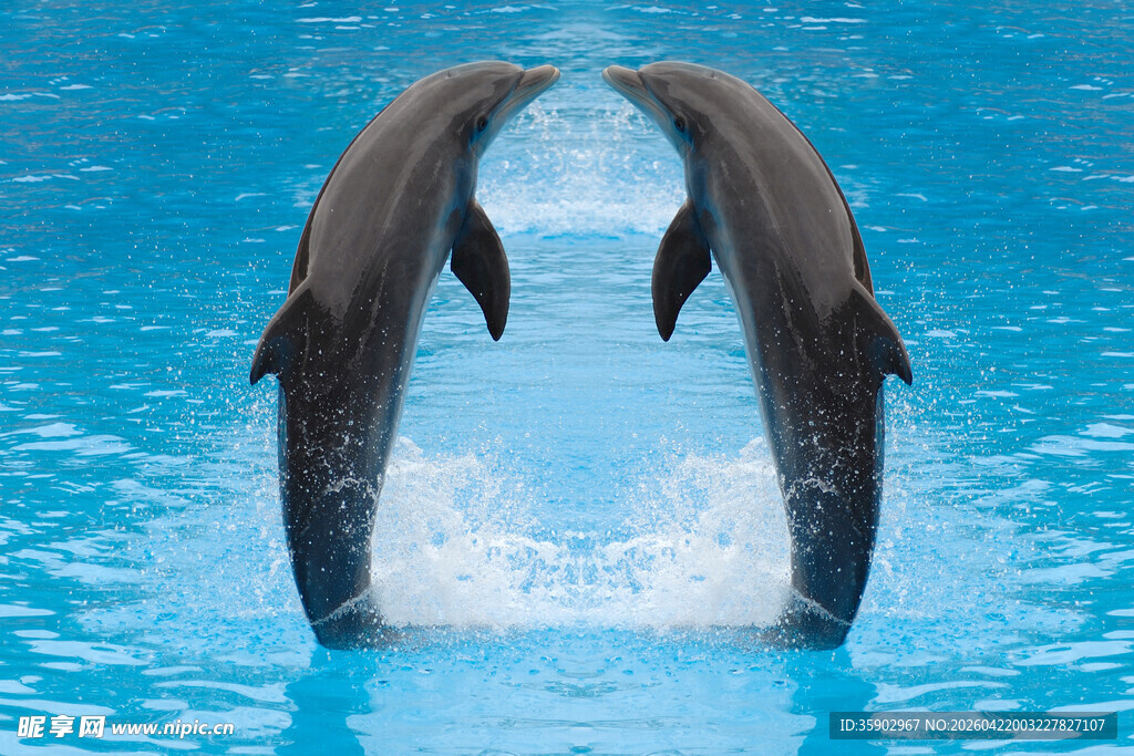 跃起的双海豚