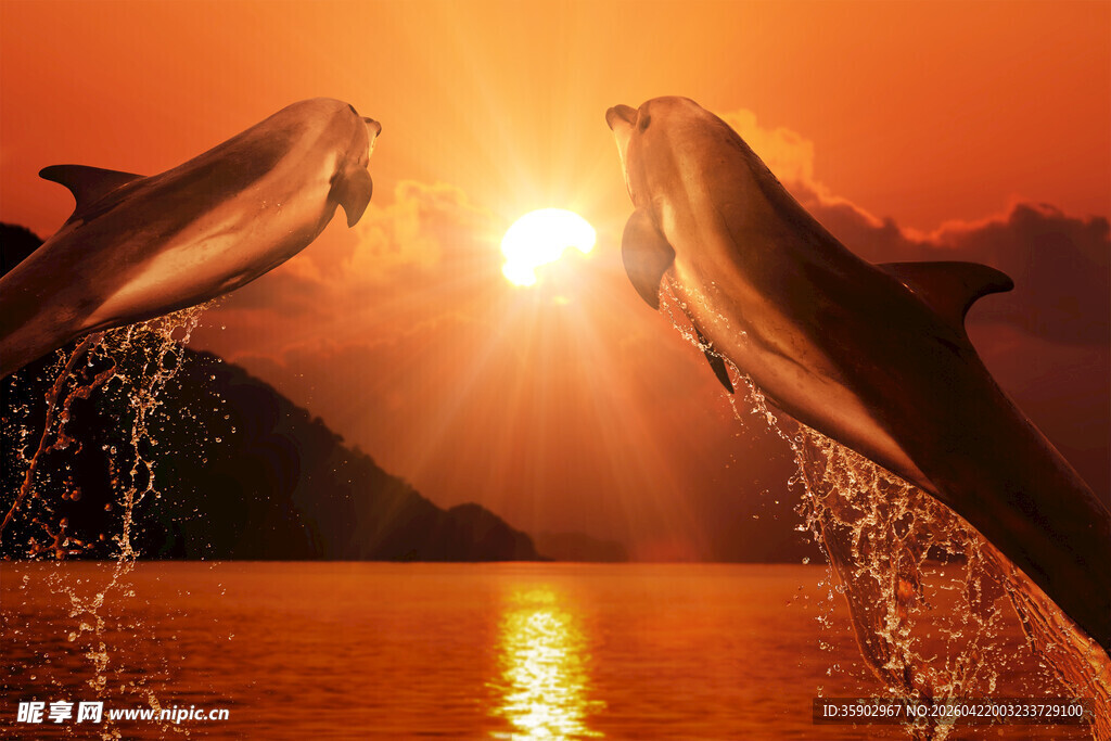 夕阳下跃出水面的海豚