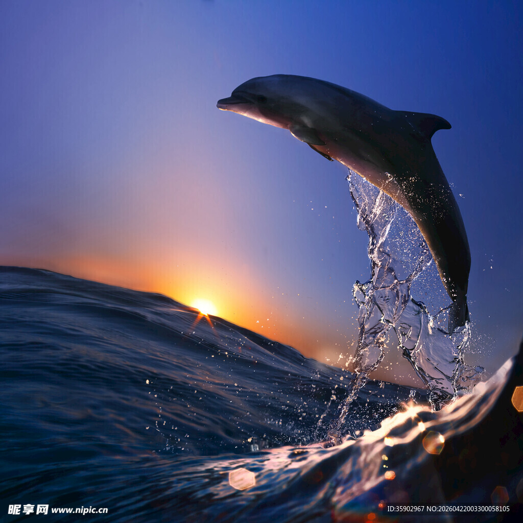 夕阳下跃出海面的海豚