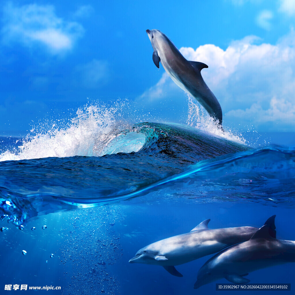 海豚跃出蓝色海洋瞬间